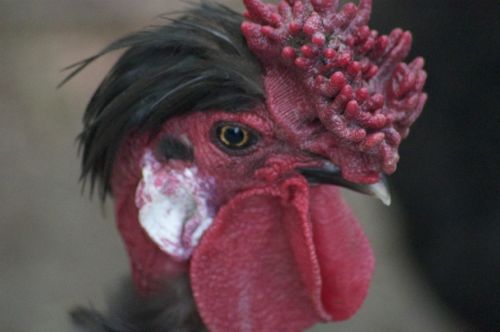 Black naked neck cross rooster closeup