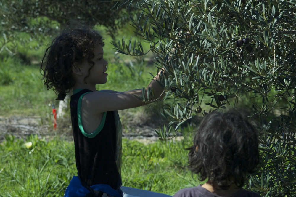 9yo picking olives at Jumanga Olives