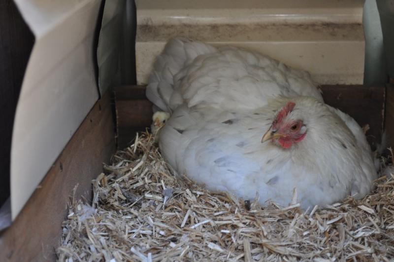 Pekin bantam cross in The Brooder with a chick