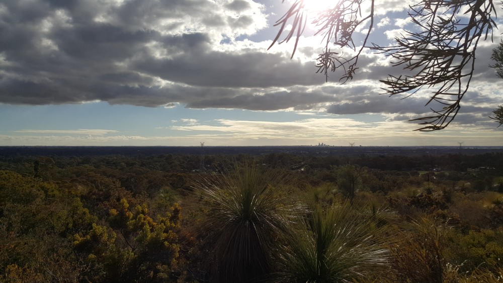 Perth city from wherever we are on this bushwalk full of xanthorrhoeas