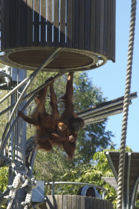 Mum and baby orang utan at Perth Zoo
