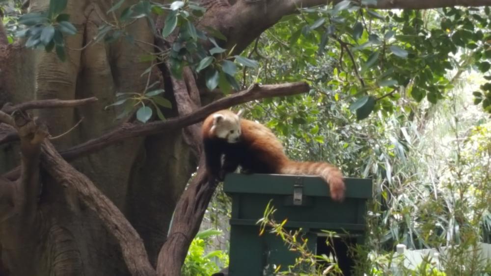 Red panda at Perth Zoo, Western Australia