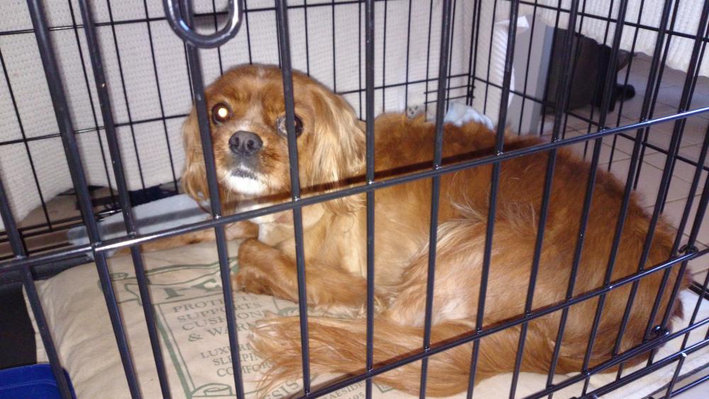 Sad dog stuck in his crate