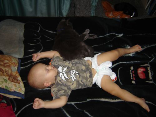 toddler and cat taking a nap