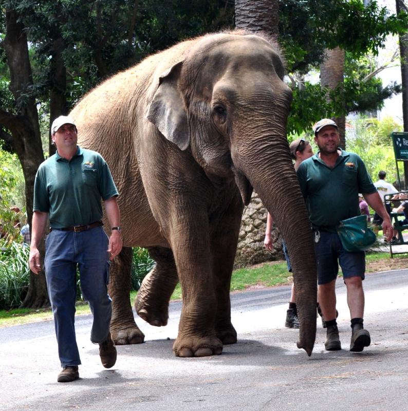 Tricia the elephant going for a walk at Perth Zoo