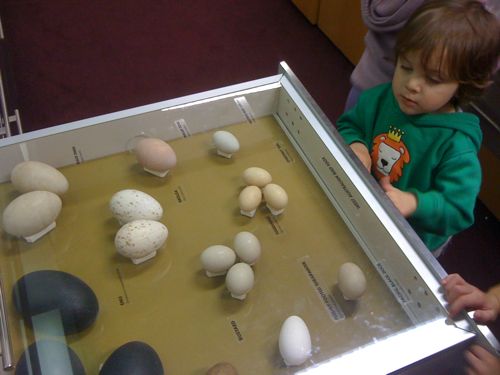 Egg display WA museum