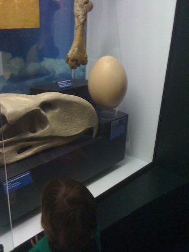 Giant egg at WA Museum
