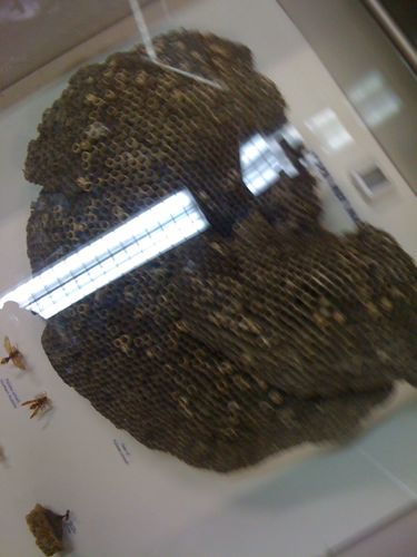 Wasp nest and wasp display at WA Museum