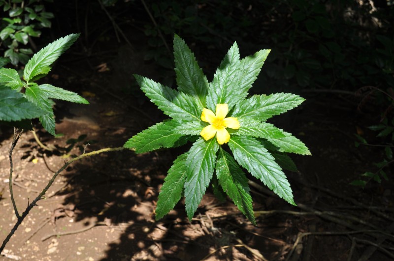 Yellow five petalled flower with narrow leaves in a star pattern