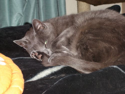 Graymalkin - a domestic short haired cat who apparently looks like a Russian Blue