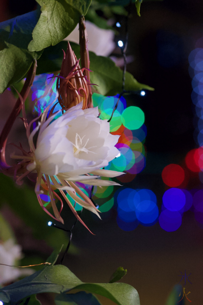 midnight flower taken by JJ on Christmas Island
