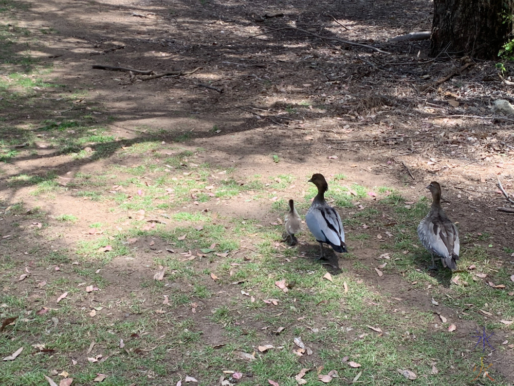 photo of ducks and duckling taken by 11yo at civic centre gardens, Gosnells, Western Australia