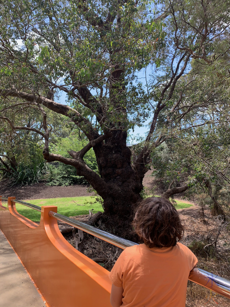 11yo admiring tree from bridge at civic centre gardens, Gosnells, Western Australia