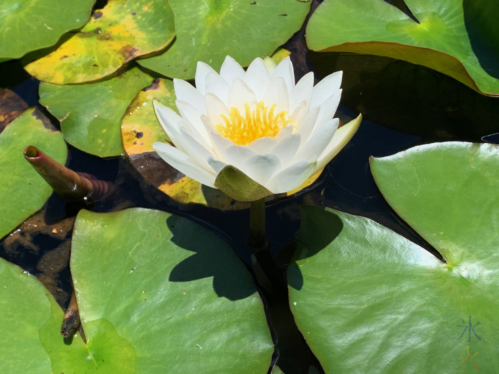 photo of water lily taken by 11yo at civic centre gardens, Gosnells, Western Australia