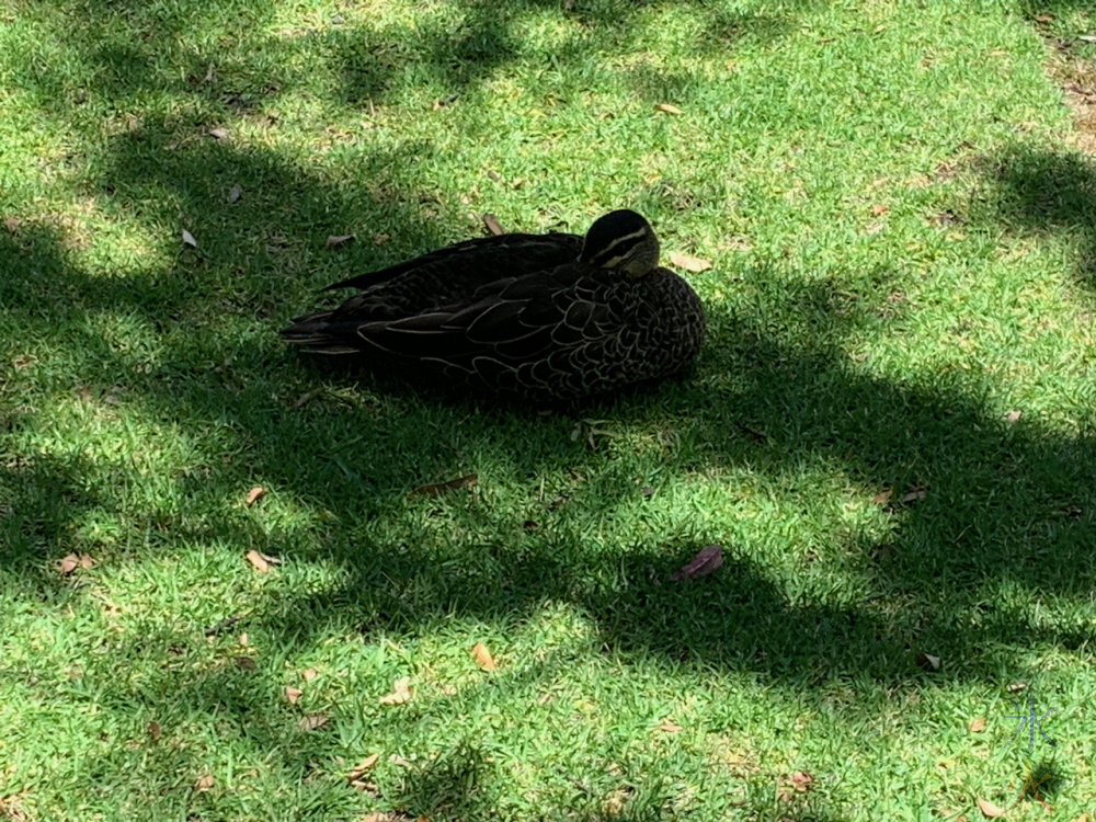 photo of duck taken by 11yo, civic centre gardens, Gosnells, Western Australia
