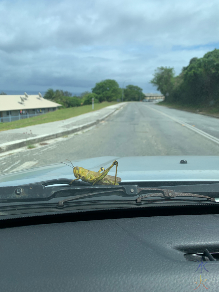 big grasshopper hitching a ride on windshield, Christmas Island