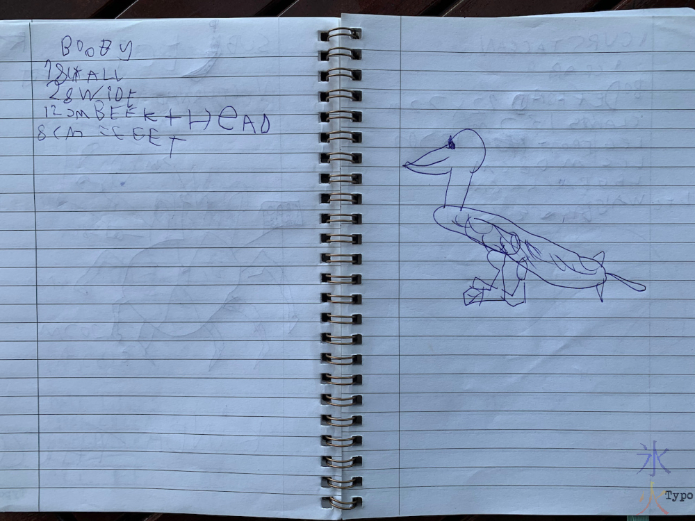 11yo's Booby bird notes and diagram, Blowholes, Christmas Island