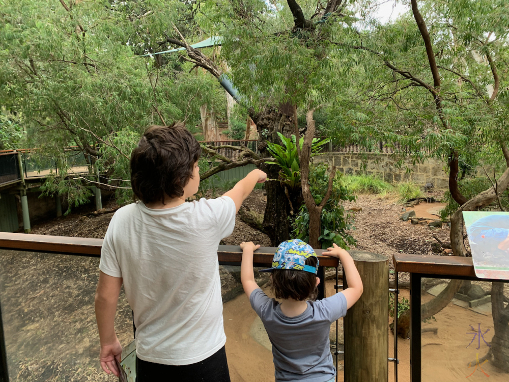 12yo pointing out koala to 4yo at Perth Zoo, Western Australia