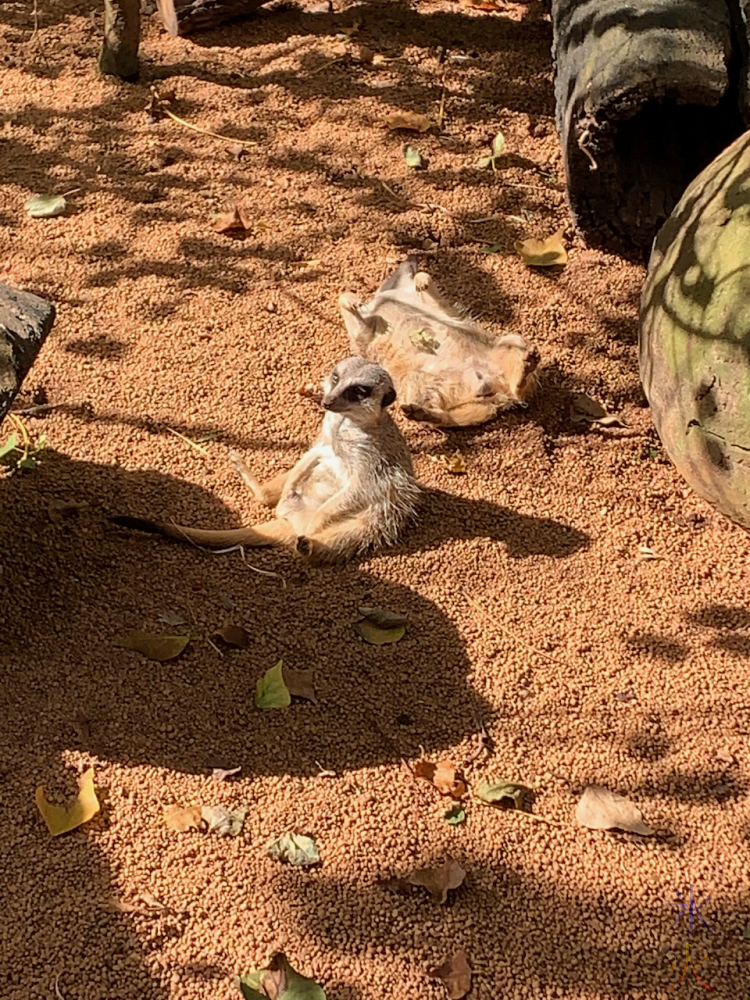 meerkat chilling at Perth Zoo, Western Australia