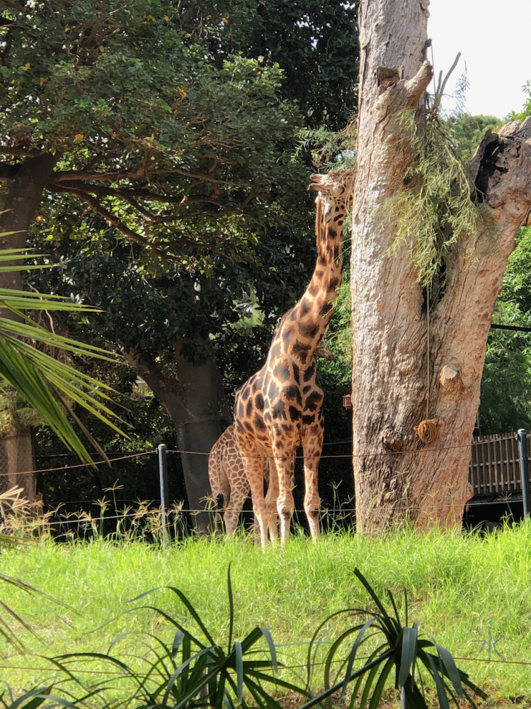 giraffe at Perth Zoo, Western Australia, taken by 14yo