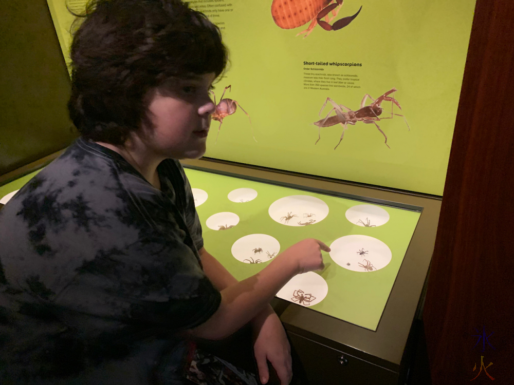 12yo looking at spiders in the anti-14yo section of Boola Bardip Museum, Perth, Western Australia