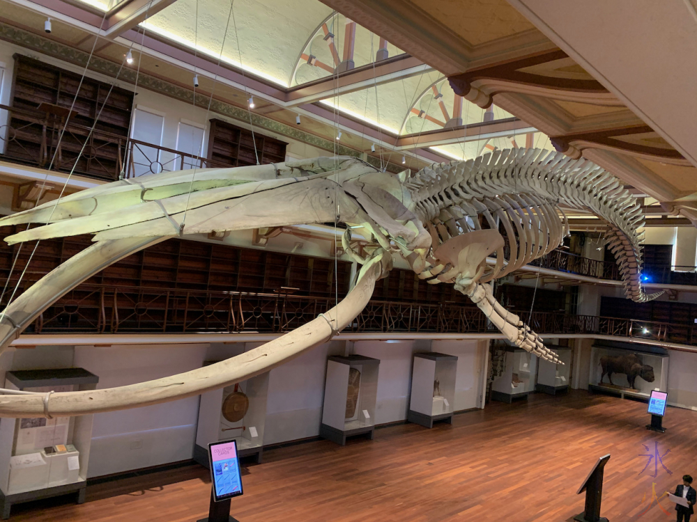 blue whale skeleton at Boola Bardip Museum, Perth, Western Australia