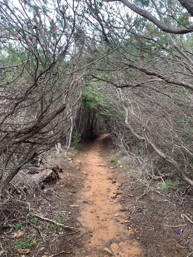 tree tunnel at Ellis Brook, Banyowla Regional Park, Western Australia
