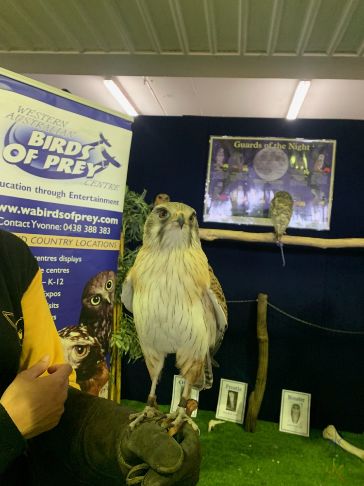 falcon I got to hold at Perth Royal Show, Western Australia