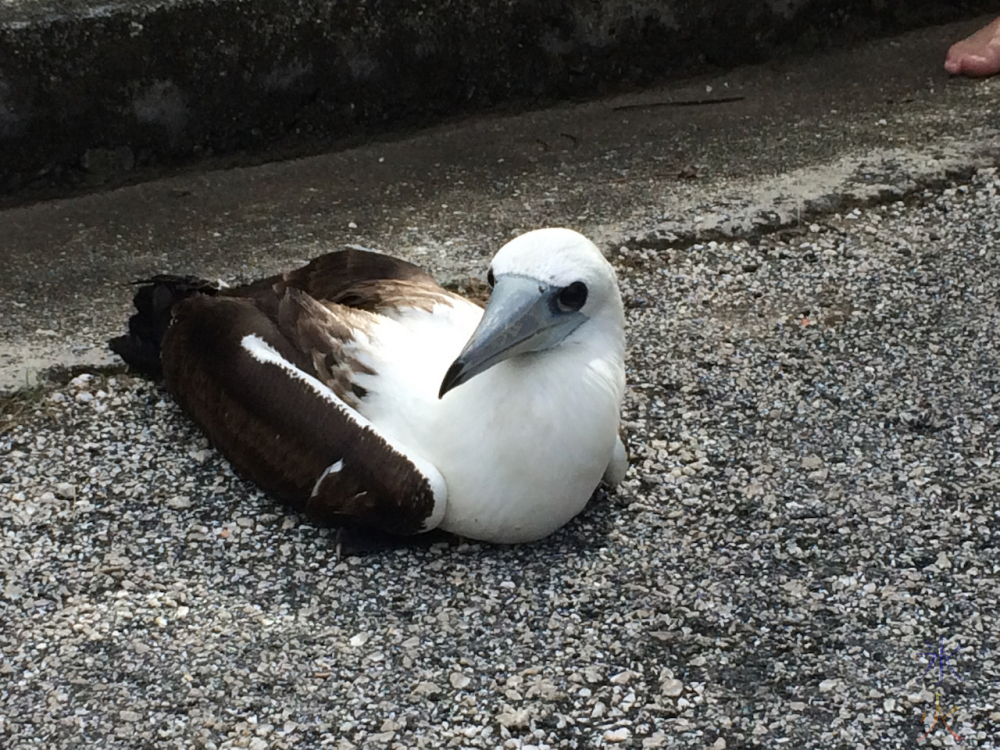 Abbotts Booby on the road on Christmas Island