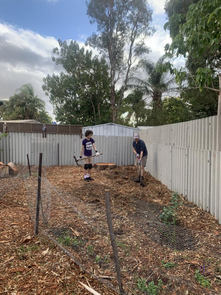 JJ and 15yo digging and planting the vege patch