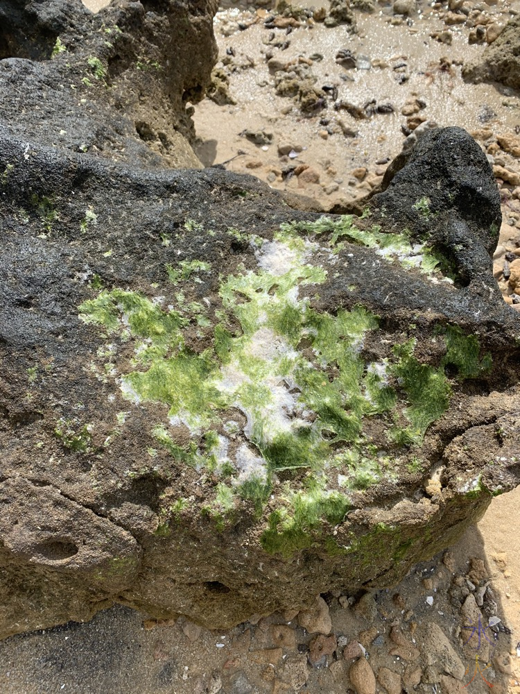 interesting looking moss at Heathcote, Western Australia