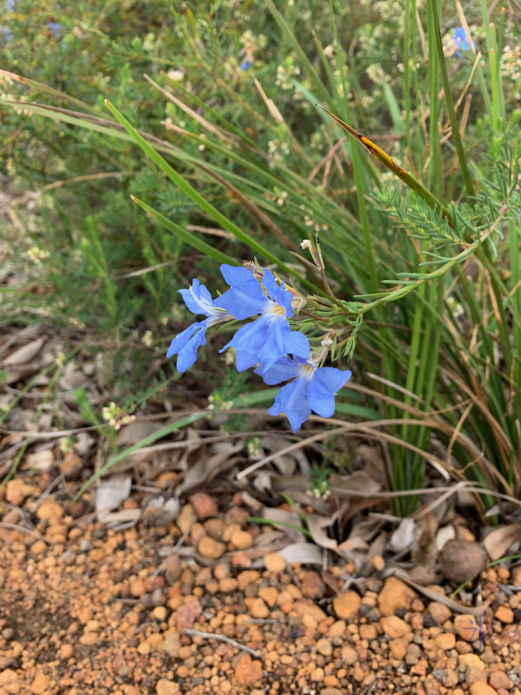 leschenaultia at Banyowla Regional Park, Western Australia