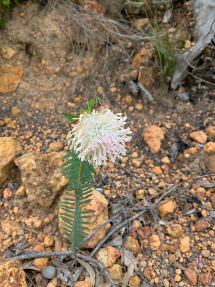 might be snowball rice flowers, Banyowla Regional Park, Western Australia