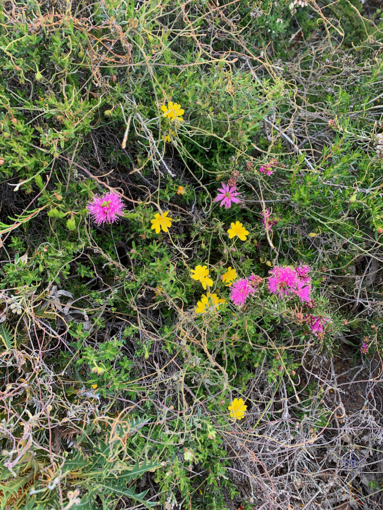 pink and yellow flowers at Banyowla Regional Park, Western Australia