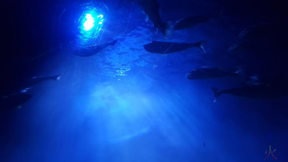 fish-underwater-tunnel-aqwa