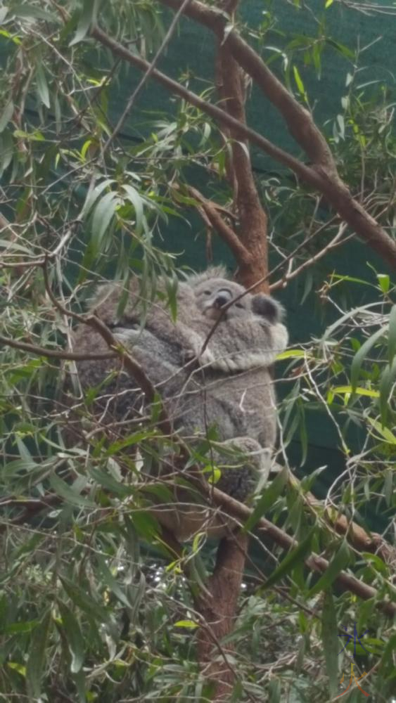 koalas-perth-zoo
