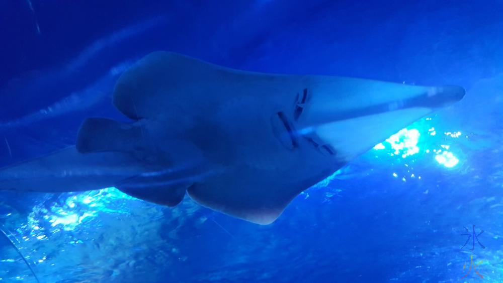 port-jackson-shark-underwater-tunnel-aqwa