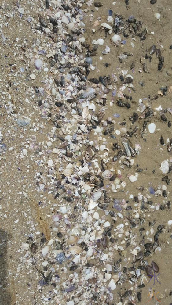 shells-on-sandbar-pt-walter
